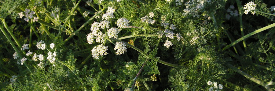 Capnophyllum lutzeyeri